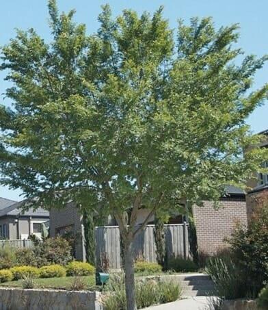 Ulmus parvifolia ‘Burnley Select’ (Chinese Elm)