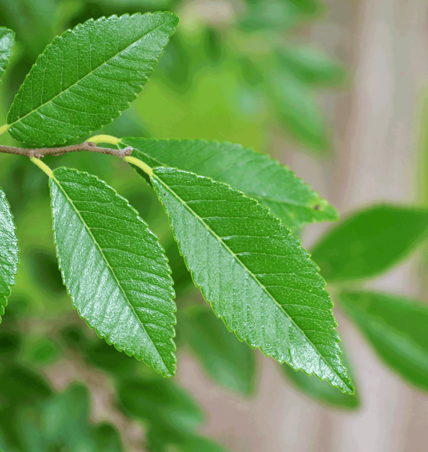 Ulmus parvifolia ‘Burnley Select’ (Chinese Elm)