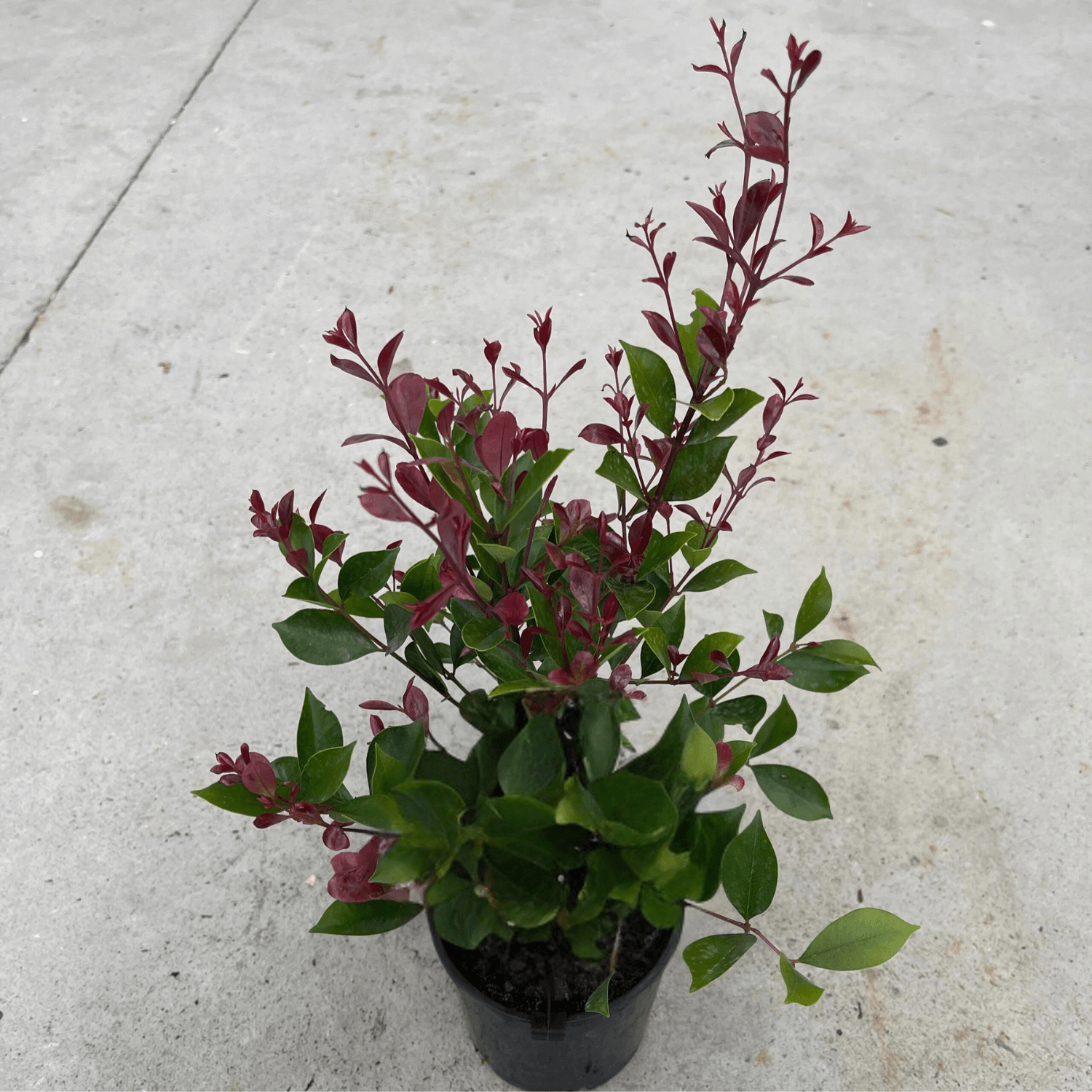 Acmena Smithii 'Purple Rain' (Purple Rain Lilly Pilly)