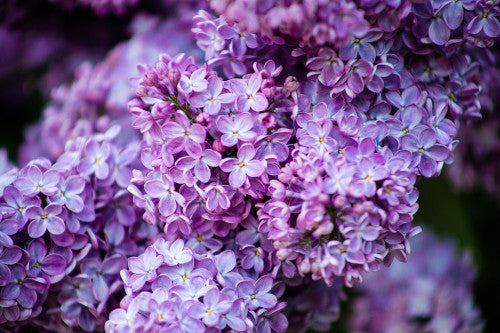 Syringa vulgaris ‘Olivier De Serres’ (Lilac)
