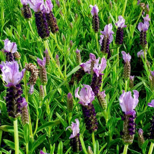 Lavandula Pedunculata ‘Sensation Blue’ (French Lavender)