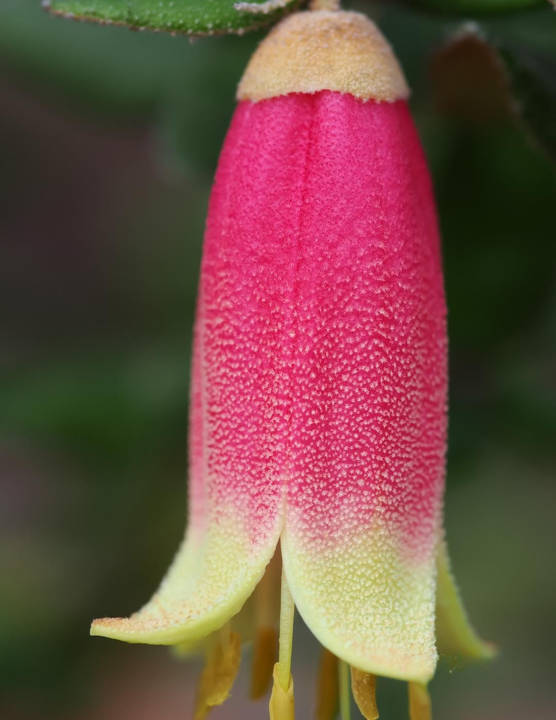 Correa Reflexa ‘Tucker Time Dinner Bells’