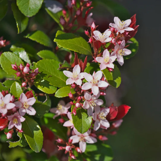 Rhaphiolepis Indica ‘Hot Tips’ (Hot Tips Indian Hawthorn)