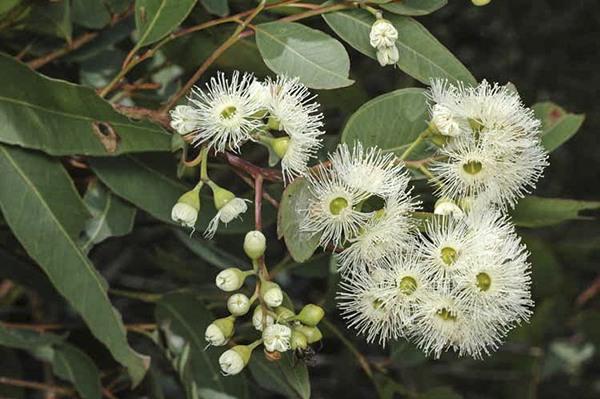 Eucalyptus Paniculata (Grey Ironbark)