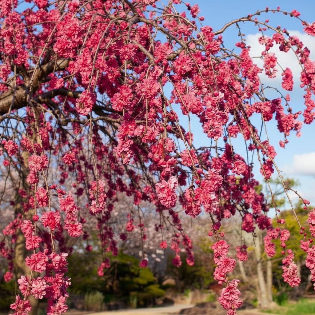 Prunus Persica ‘Crimson Cascade’ (Crimson Cascade Weeping Peach)