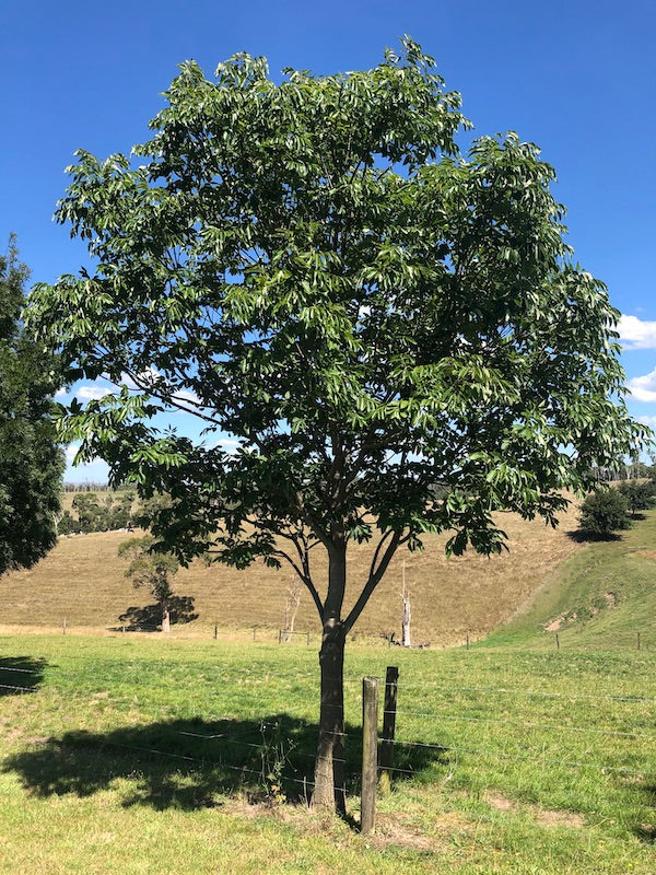 Fraxinus Pennsylvanica 'Urbanite' (Urbanite Ash)