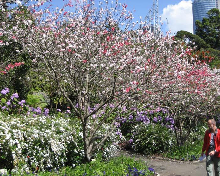 Prunus persica ‘Versicolour’ (Versicolour Flowering Peach)