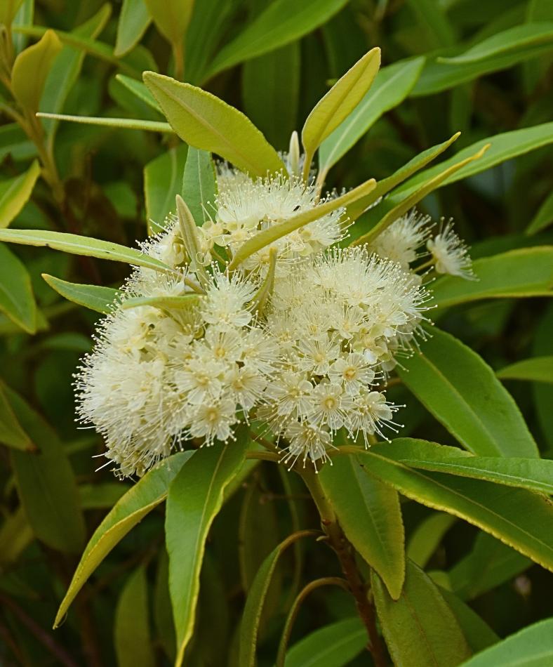 Backhousia Citriodora (Lemon Myrtle)