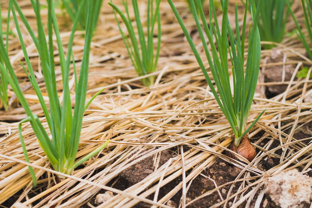 Allium Cepa (Shallots Golden)