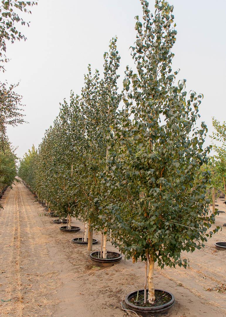Betula Platyphylla 'Fargo' Dakota Pinnacle® (Dakota Pinnacle Birch)