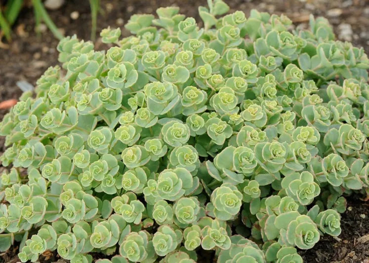 Sedum sieboldii (October Daphne)