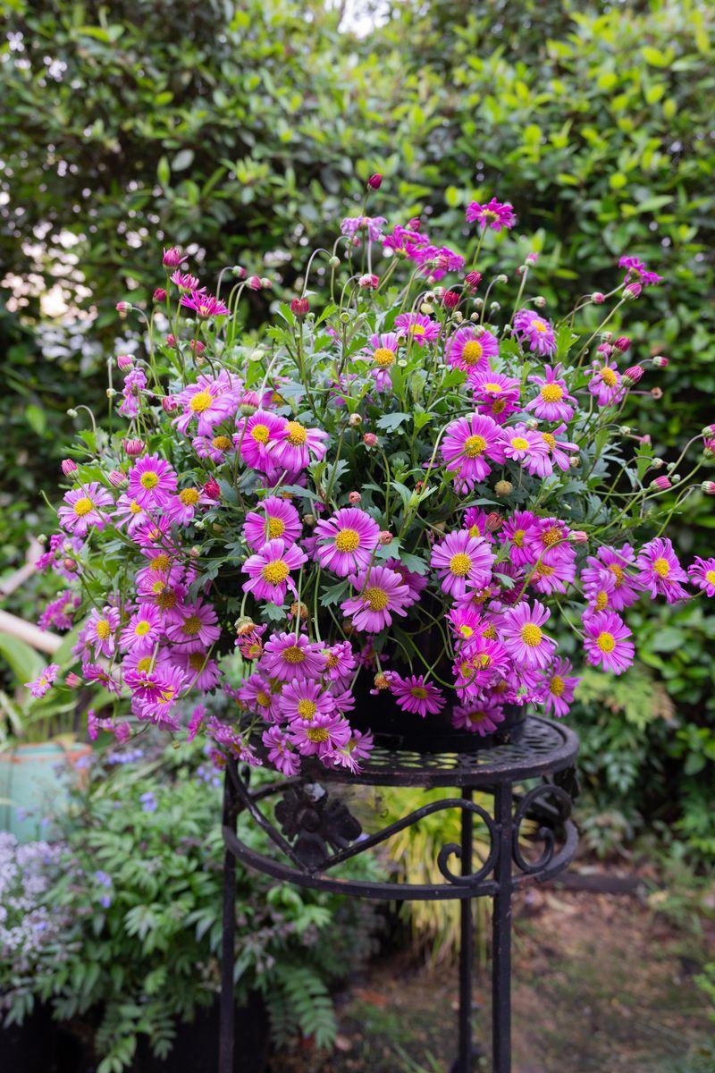 Brachyscome Angustifolia ‘Pink’ (Pink Brachyscome)