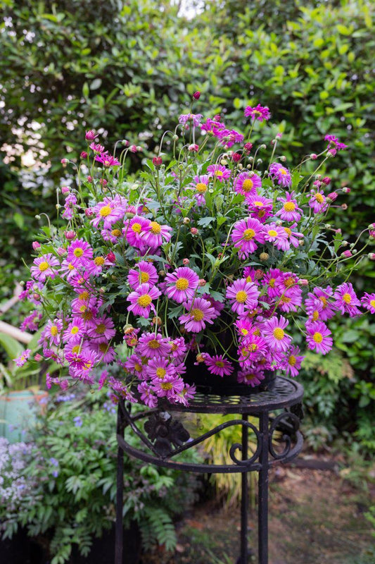 Brachyscome Angustifolia ‘Pink’ (Pink Brachyscome)