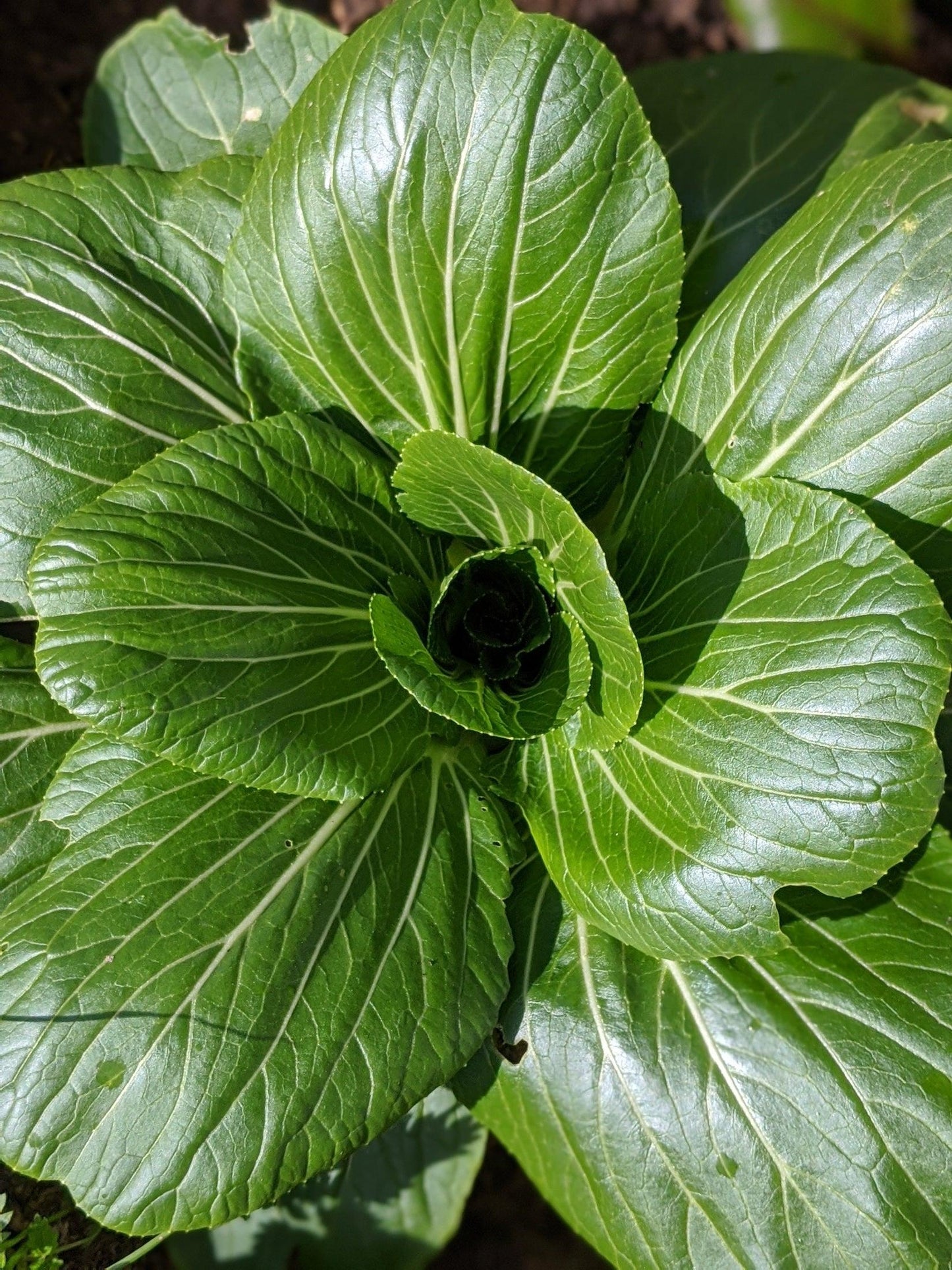 Brassica Rapa Subsp. Chinensis ‘Green Fortune’ (Green Fortune Bok Choi)