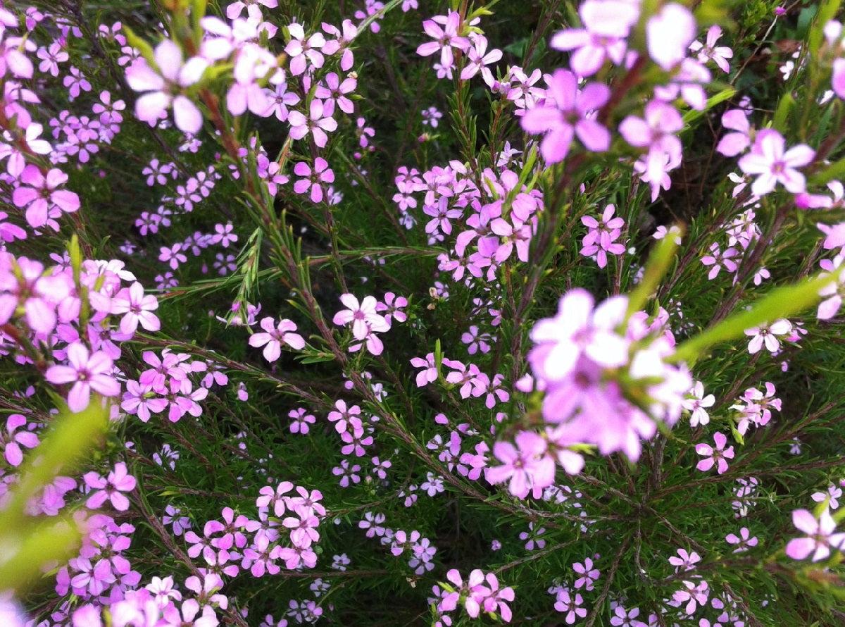 Coleonema Pulchellum ‘Dwarf Pink’ (Dwarf Pink Breath Of Heaven)