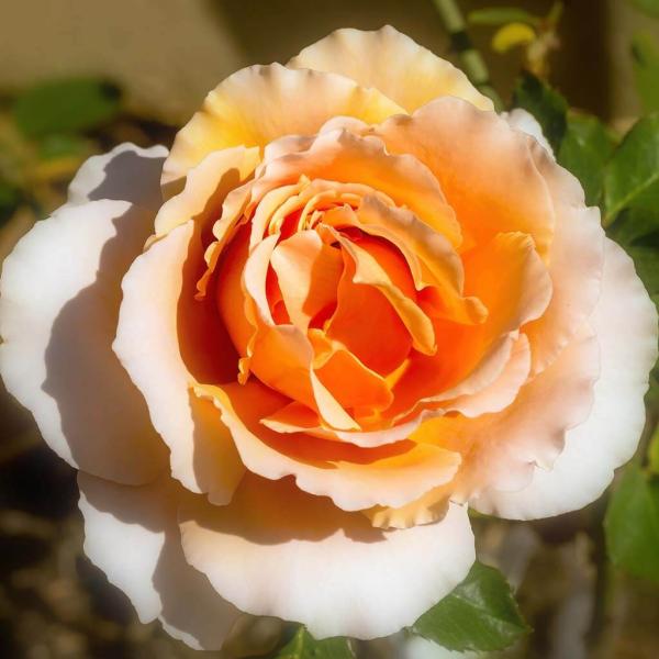 Rosa ‘Just Joey’ (Just Joey Standard Hybrid Tea Rose)