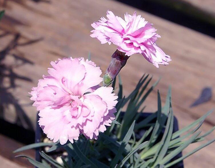 Dianthus Pikes Pink (Pikes Pink Dianthus)