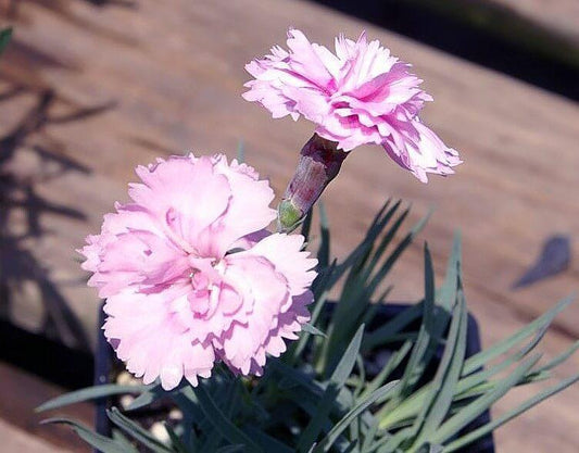 Dianthus Pikes Pink (Pikes Pink Dianthus)