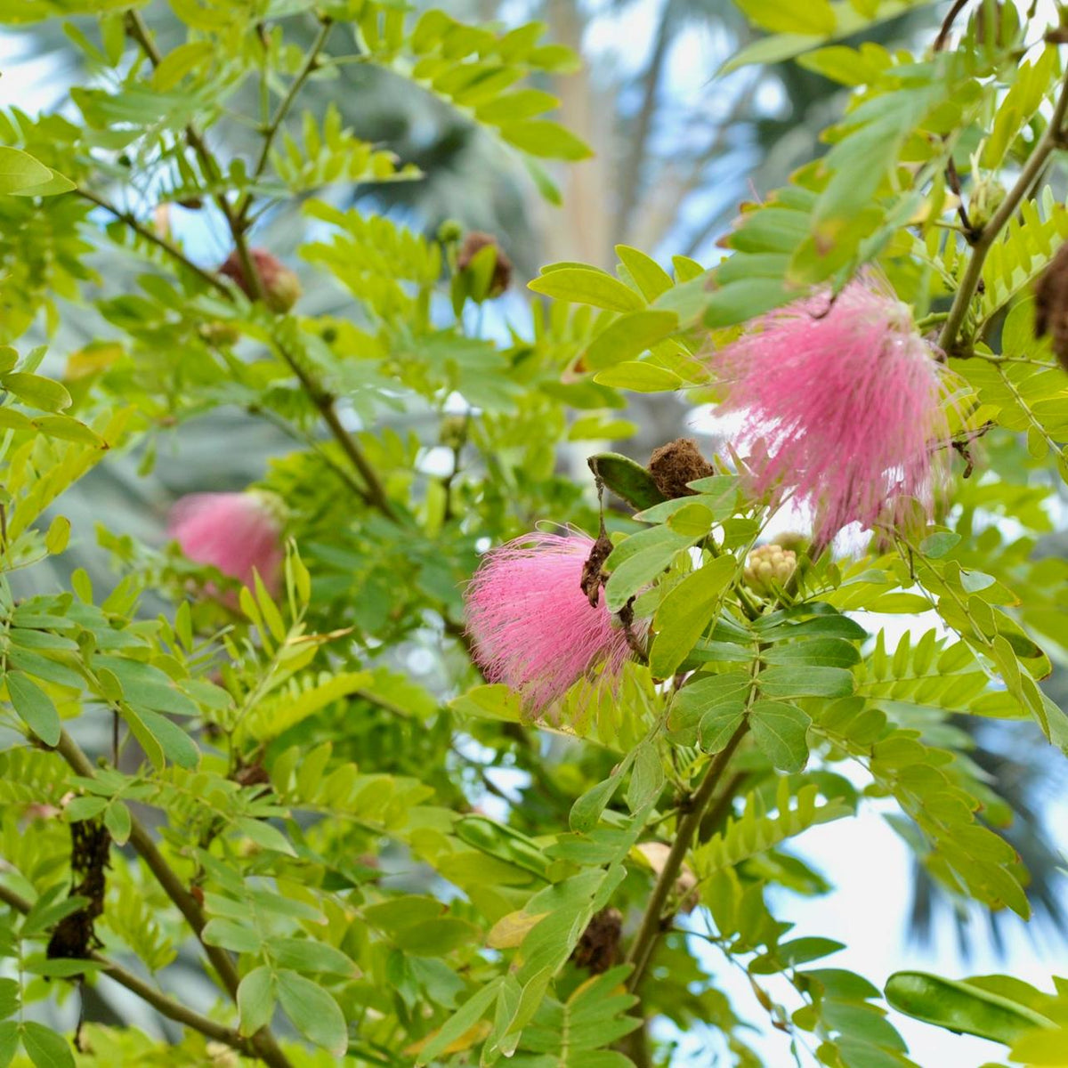 Calliandra Haematocephala 'Pink' (Pink Powder Puff)