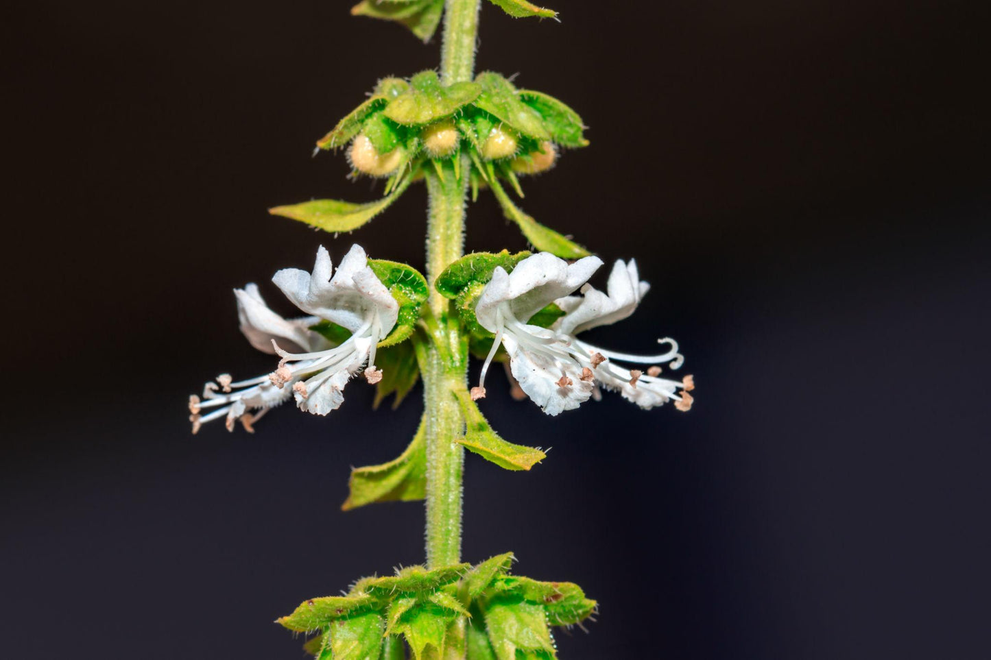 Ocimum (Perennial Basil)