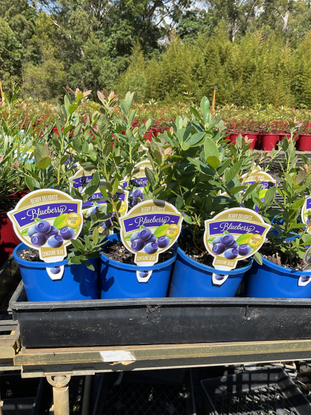 Vaccinium ‘Sunshine Blue’ (Blueberry)