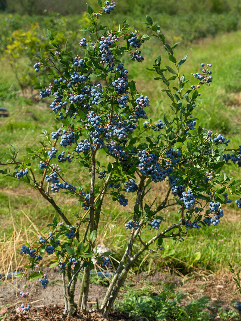 Vaccinium ‘Sunshine Blue’ (Blueberry)