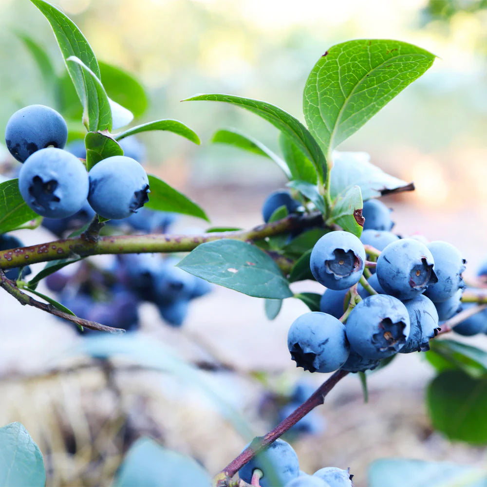 Vaccinium ‘Sunshine Blue’ (Blueberry)