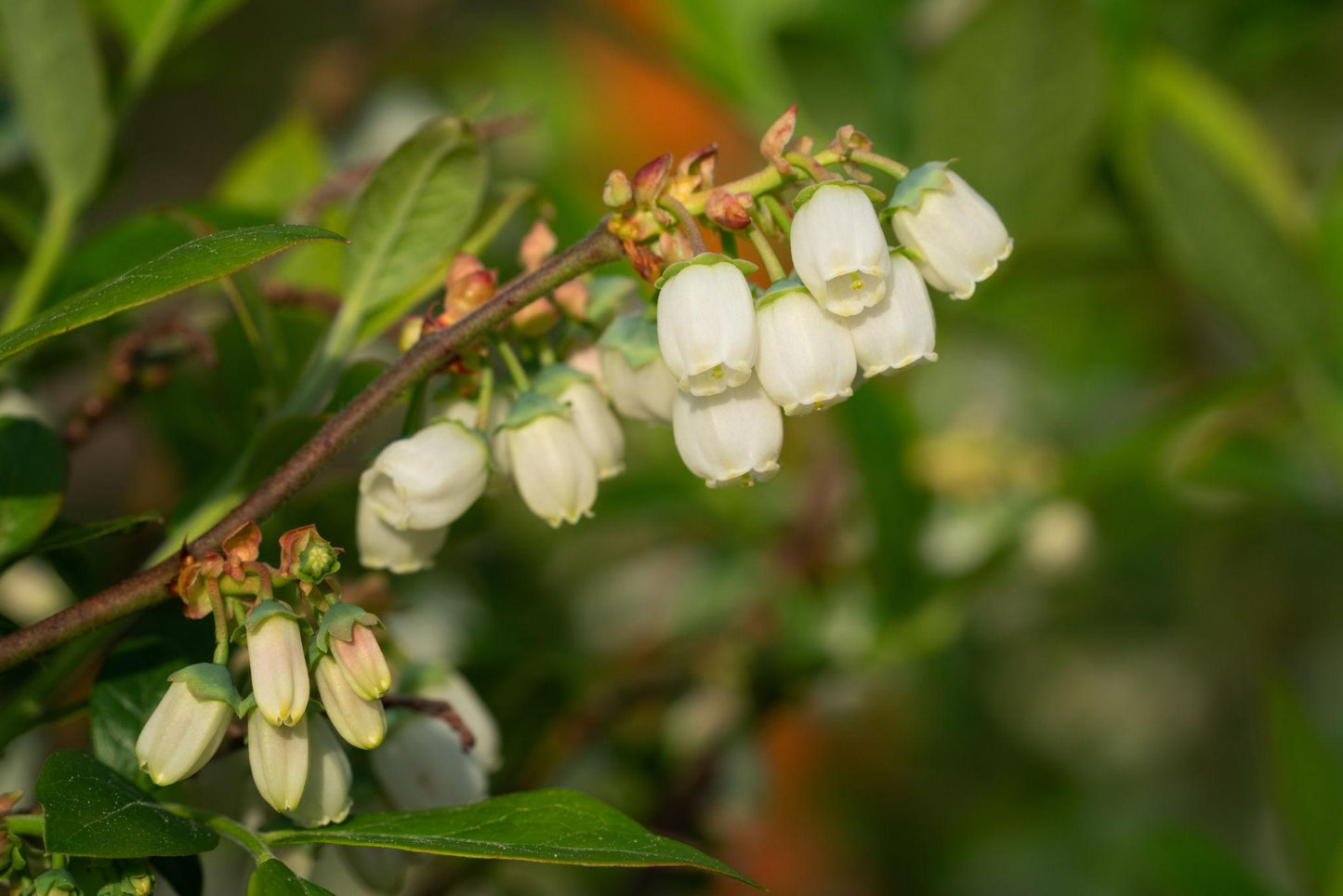 Vaccinium ‘Sunshine Blue’ (Blueberry)