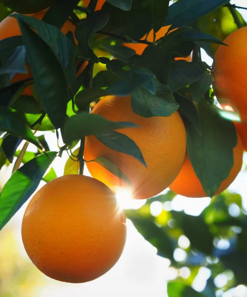 Citrus Sinensis ‘Keenan Valencia’ (Keenan Valencia Orange)