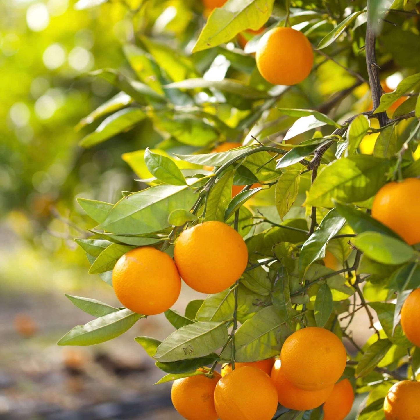 Citrus Sinensis ‘Keenan Valencia’ (Keenan Valencia Orange)