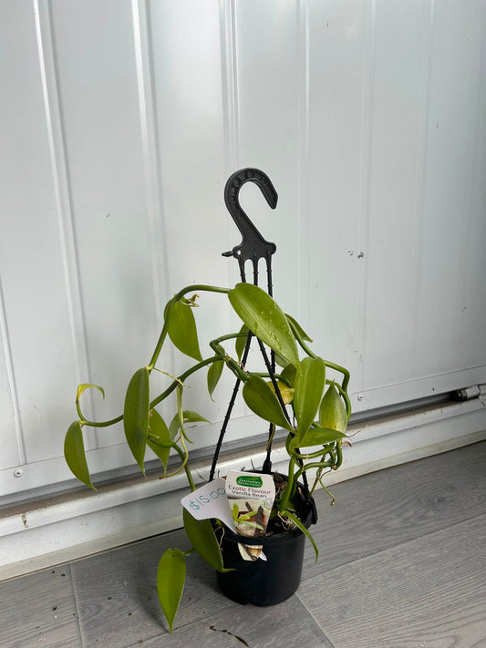 Vanilla Planifolia (Vanilla Bean Orchid) CLEARANCE
