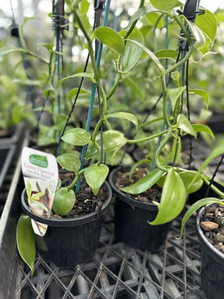 Vanilla planifolia (Vanilla Bean Orchid)