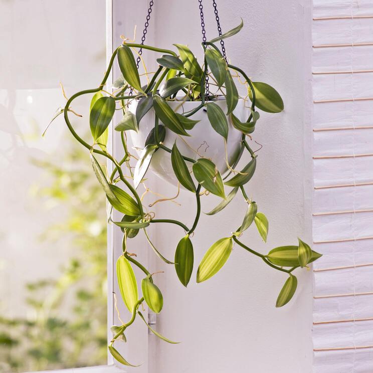 Vanilla planifolia (Vanilla Bean Orchid)
