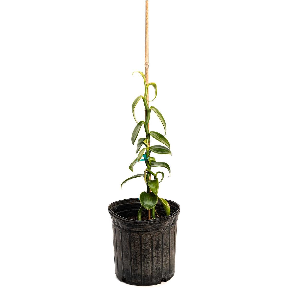 Vanilla planifolia (Vanilla Bean Orchid)
