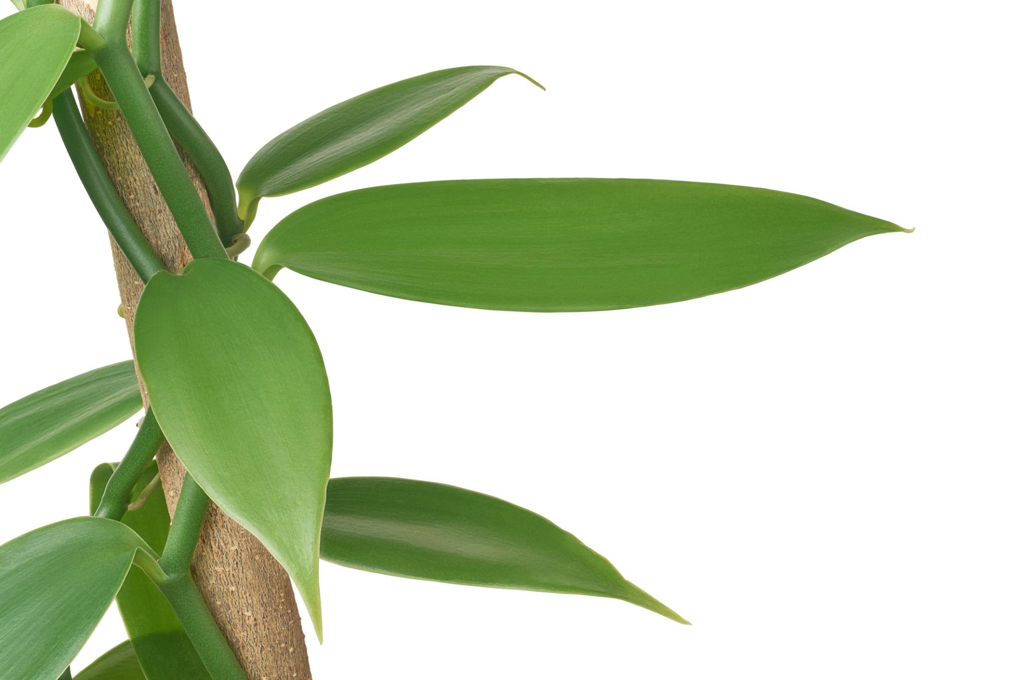 Vanilla planifolia (Vanilla Bean Orchid)