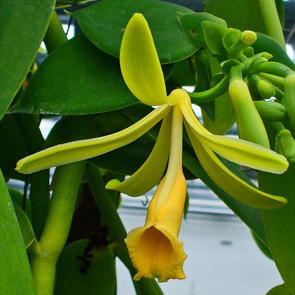 Vanilla planifolia (Vanilla Bean Orchid)