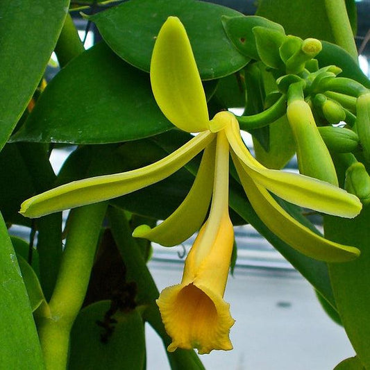 Vanilla planifolia (Vanilla Bean Orchid)