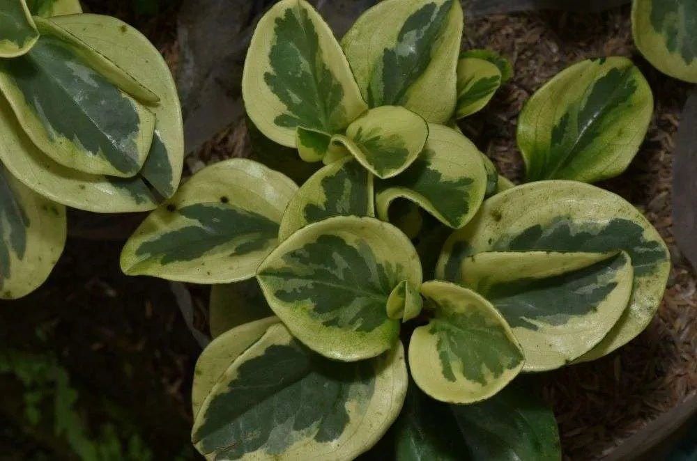Peperomia spp. Variegated (Variegated Peperomia)