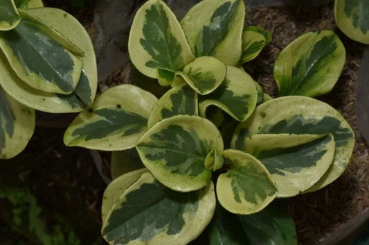 Peperomia spp. Variegated (Variegated Peperomia)