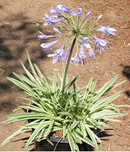 Agapanthus Hybrida ‘Tinkerbell’ (Variegated Dwarf Agapanthus)