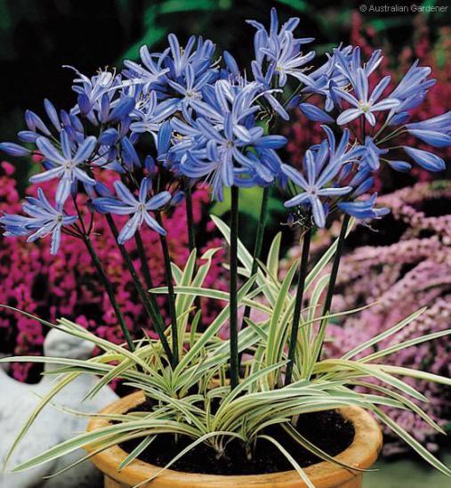 Agapanthus Hybrida ‘Tinkerbell’ (Variegated Dwarf Agapanthus)
