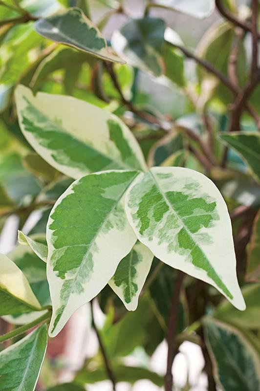 Trachelospermum Jasminoides 'Variegata' (Variegated Star Jasmine)