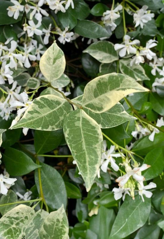 Trachelospermum Jasminoides 'Variegata' (Variegated Star Jasmine)