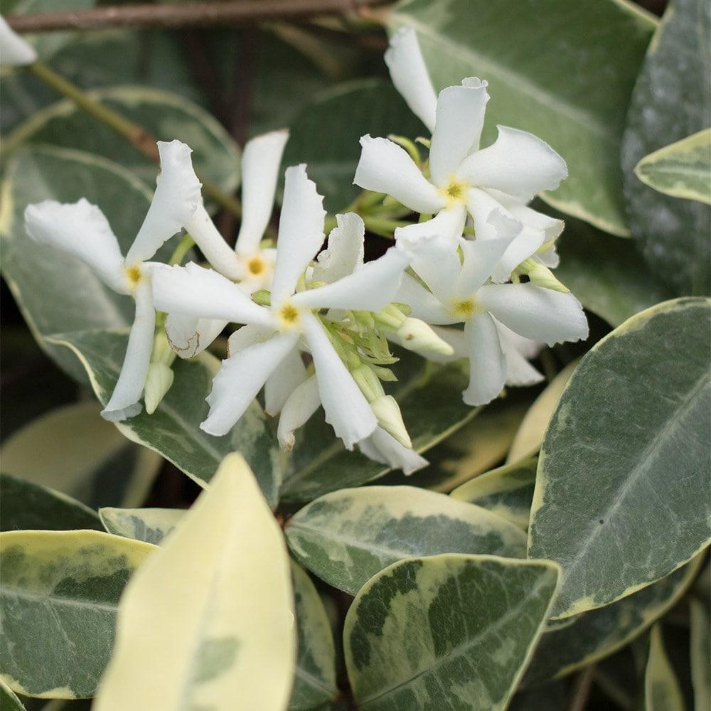 Trachelospermum Jasminoides 'Variegata' (Variegated Star Jasmine)