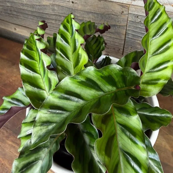 Goeppertia (Calathea) ‘Velvet Glory’