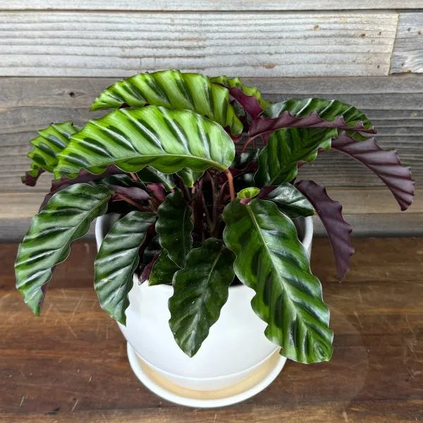 Goeppertia (Calathea) ‘Velvet Glory’
