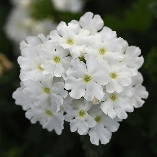Verbena Cadet Upright™ White (White Verbena)