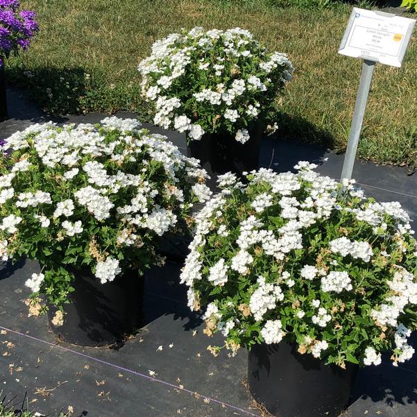 Verbena Cadet Upright™ White (White Verbena)