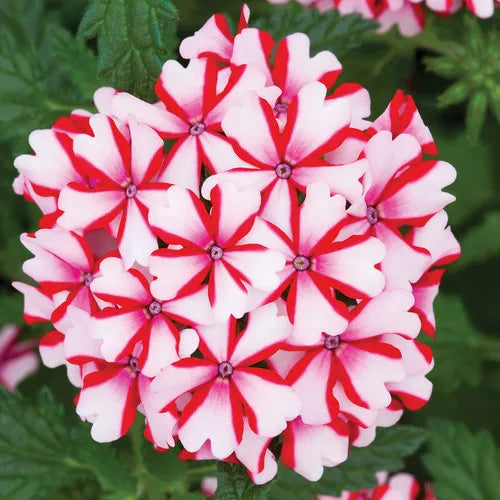 Verbena 'Lanai Candy Cane' (Verbena)