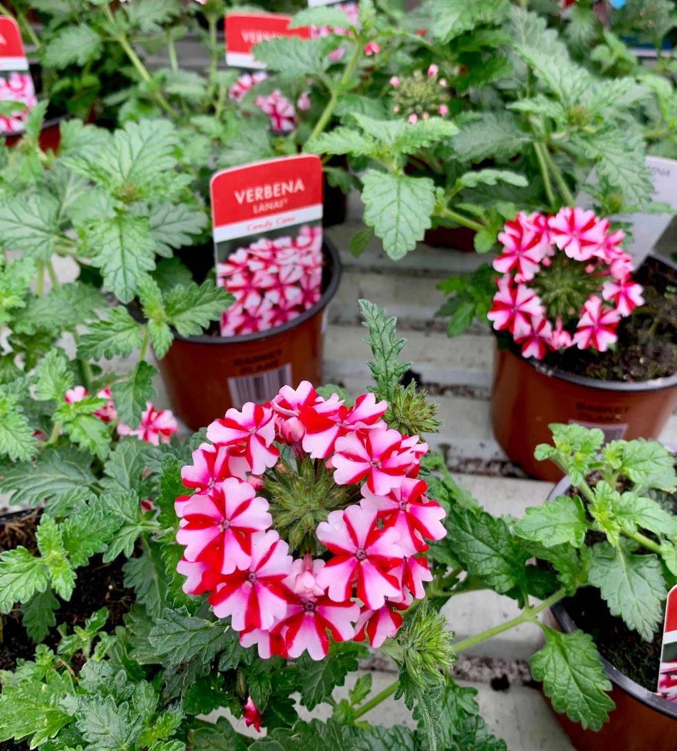 Verbena 'Lanai Candy Cane' (Verbena)